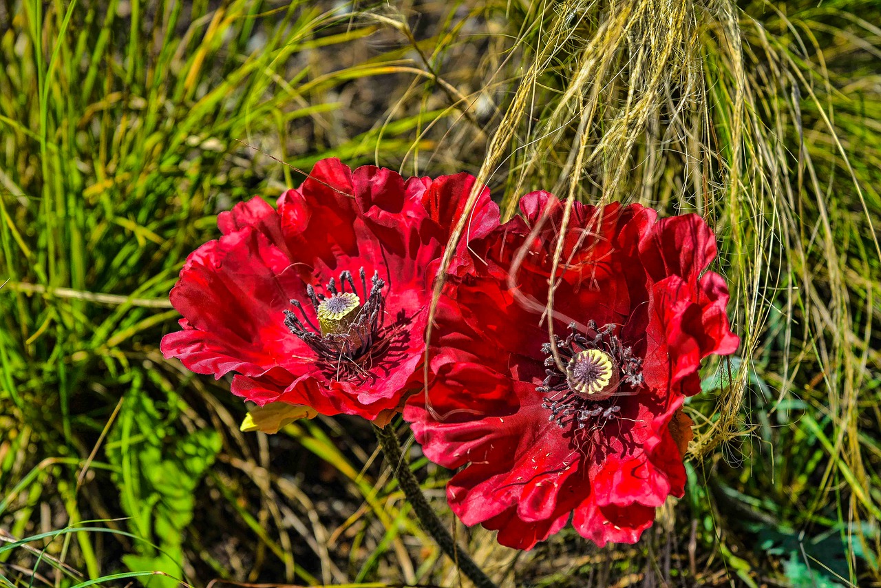 grassy flora flower free photo