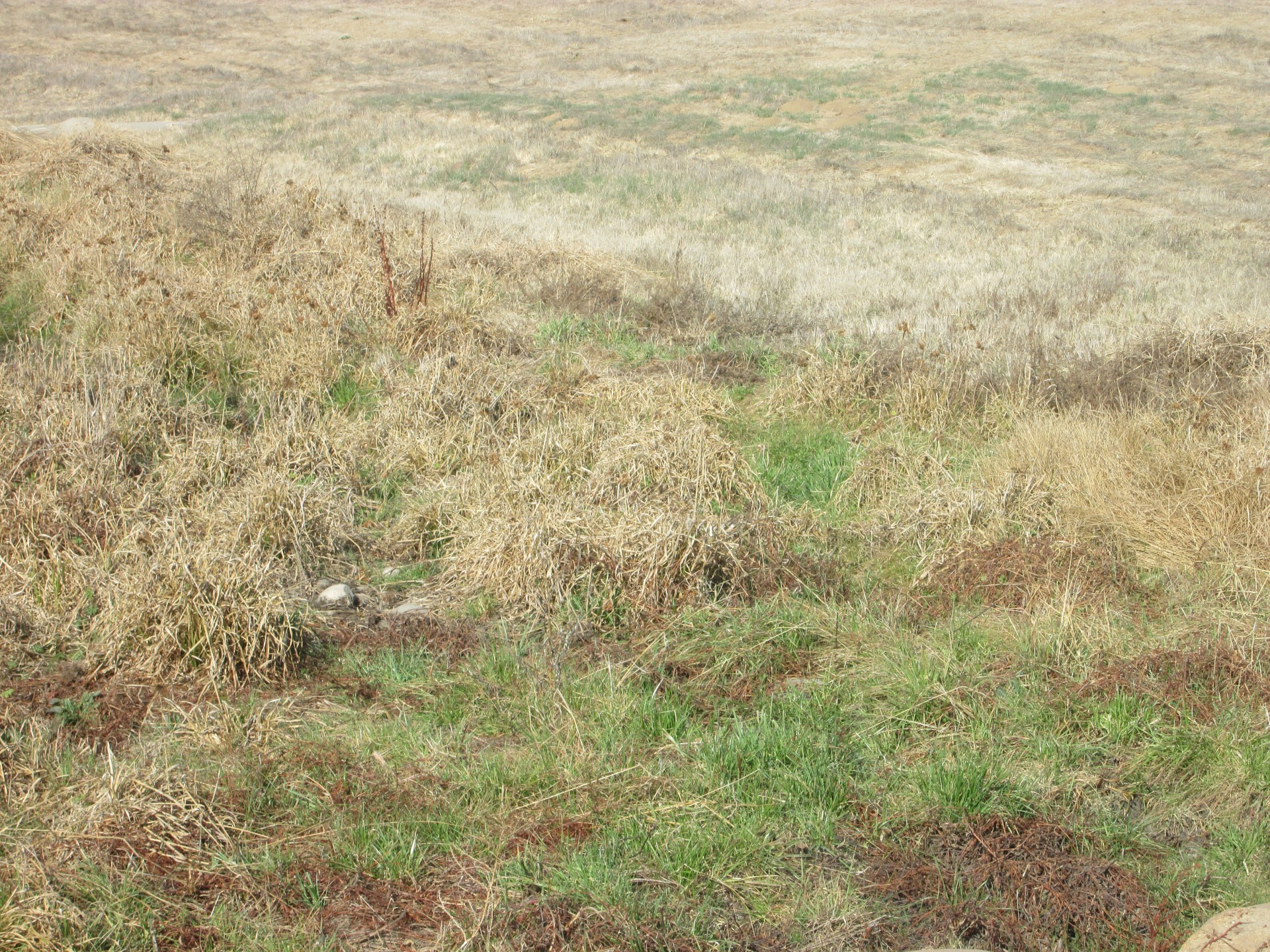 grass nature background free photo