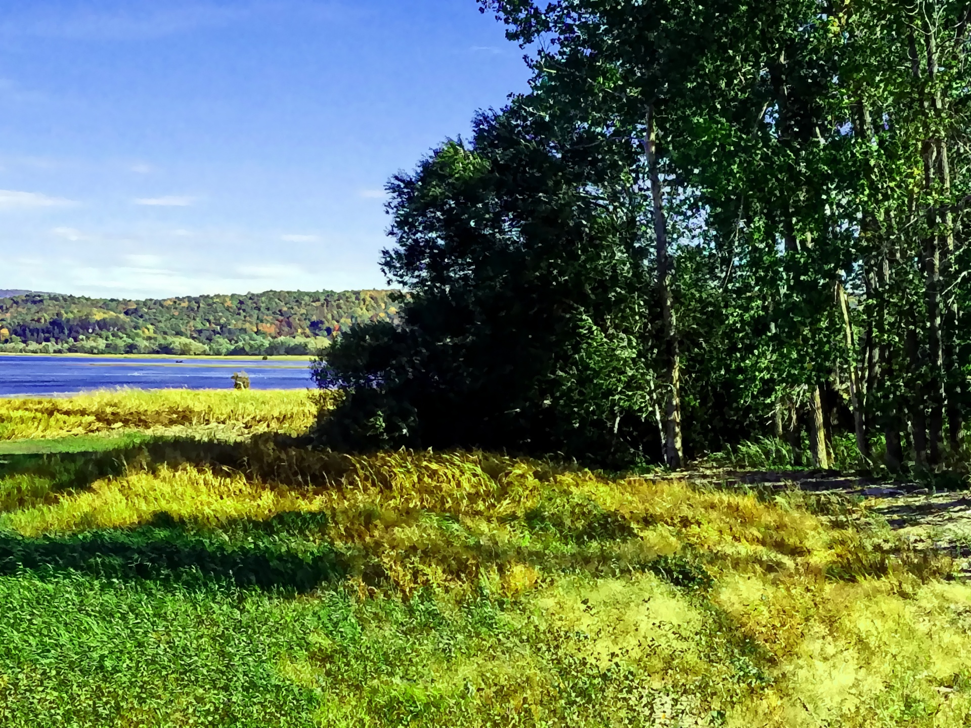 grass grassy landscape free photo