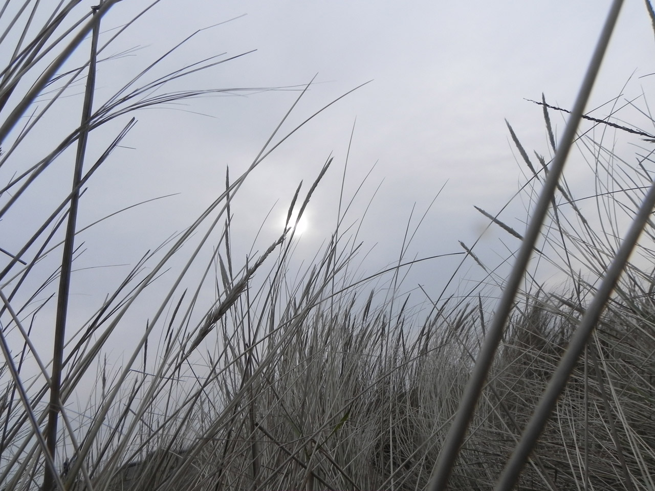 sky grass haze free photo