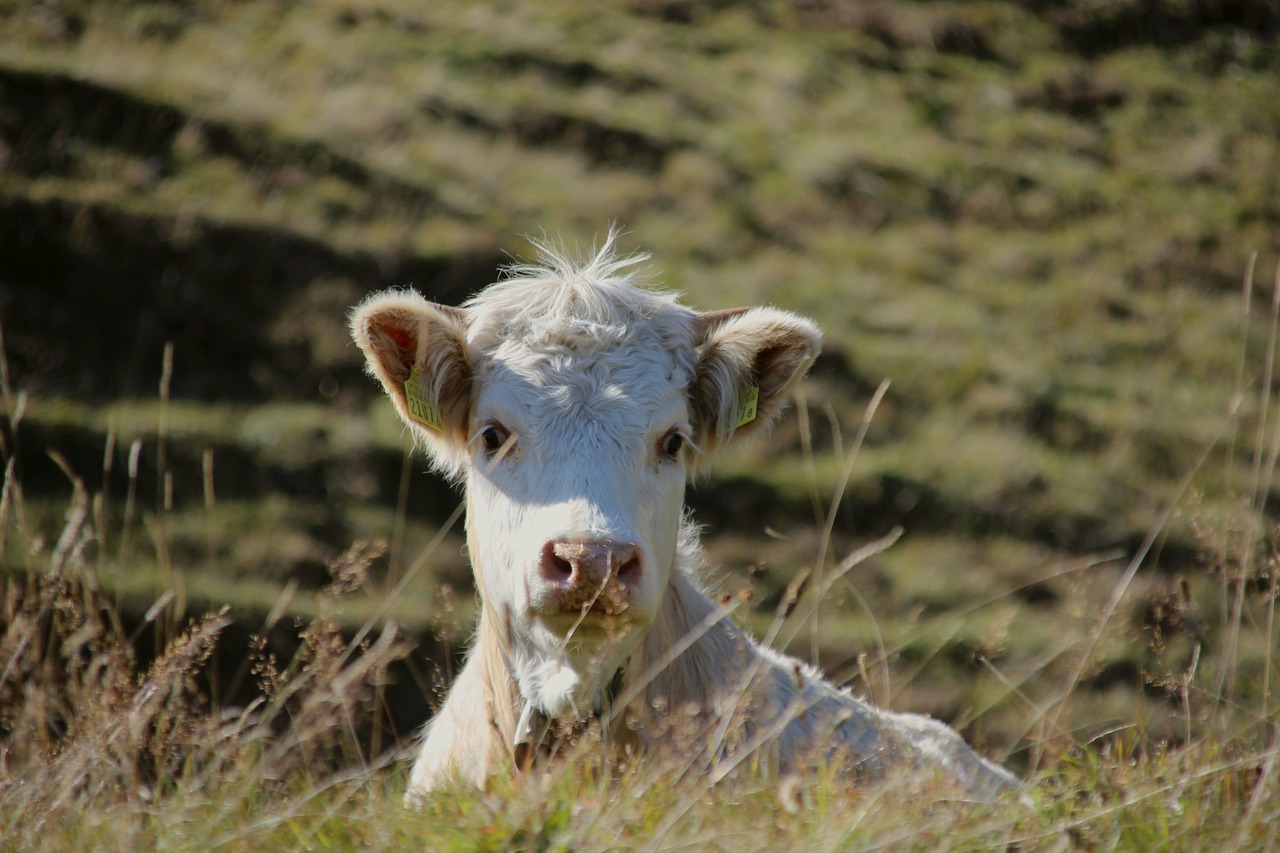 graubünden switzerland calf free photo