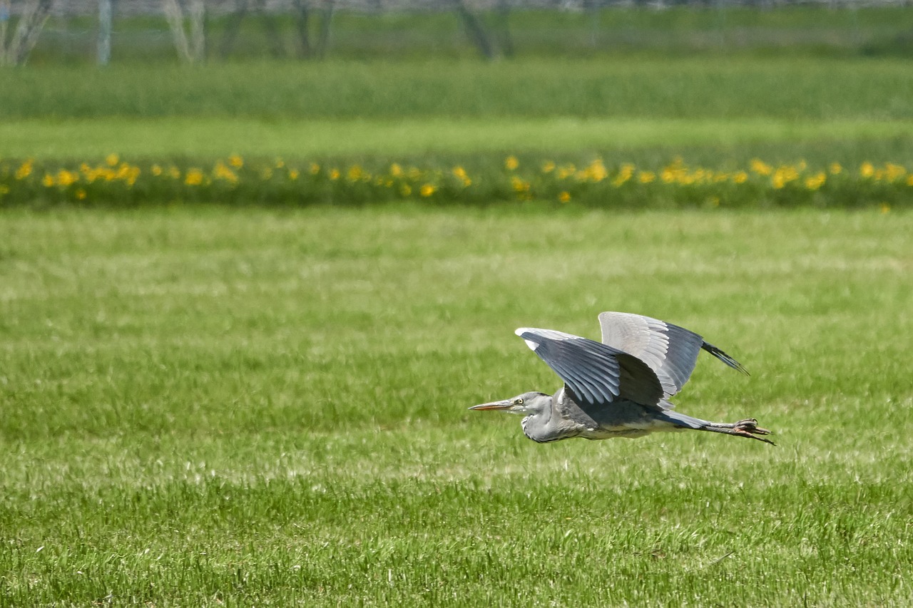 grauerehr  bird  grey free photo