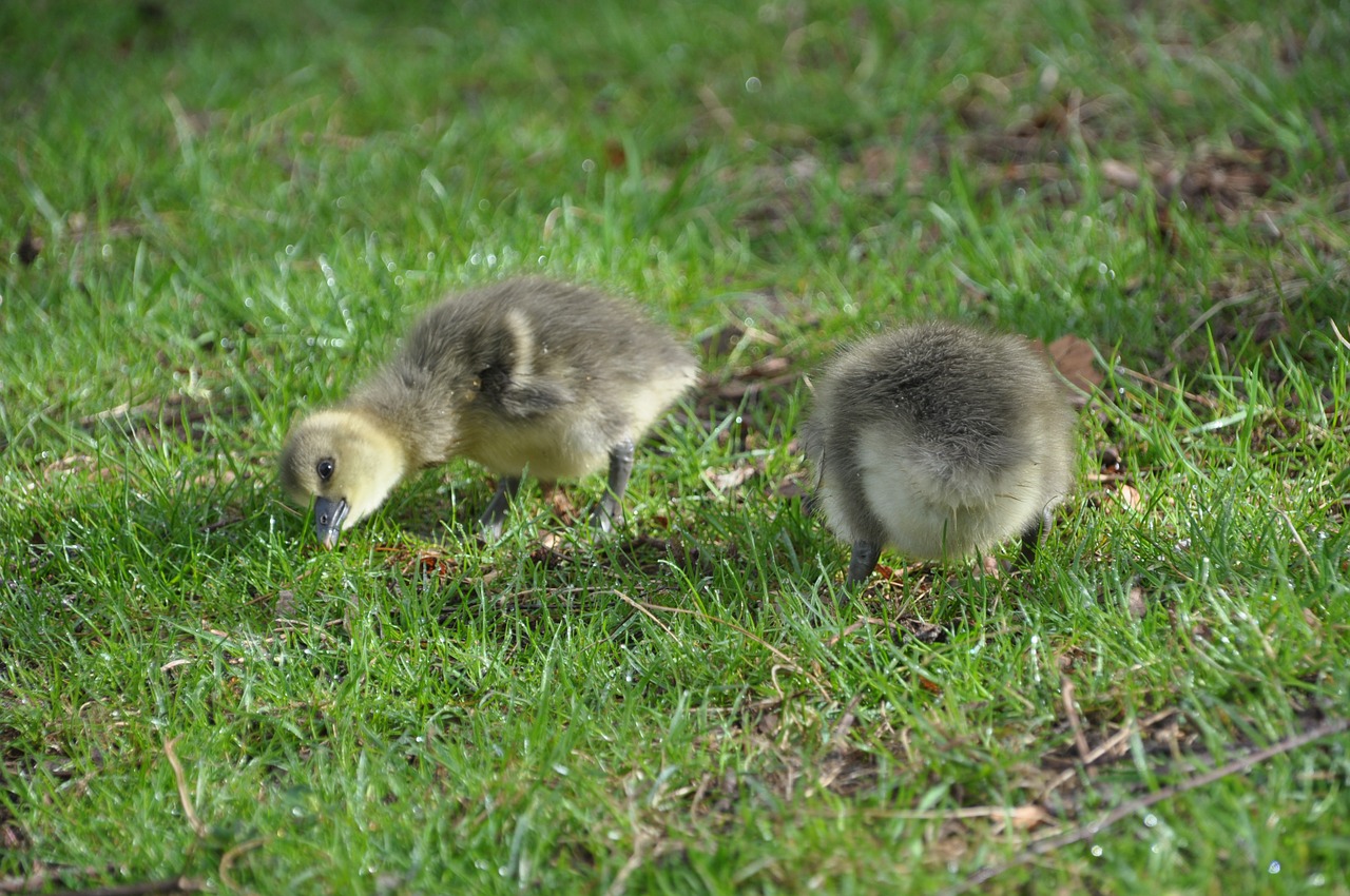 graugans chick easter animal child free photo