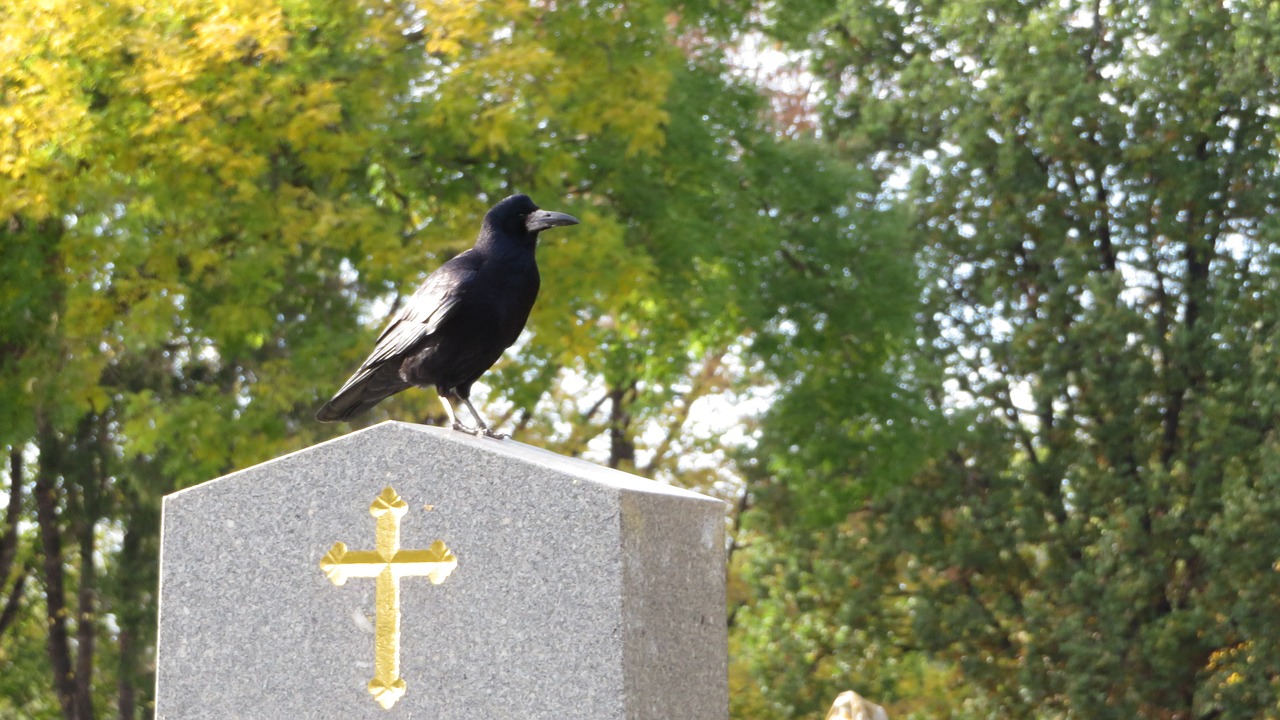 grave cross crow free photo