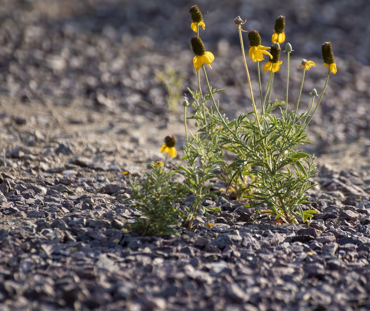 gravel  yellow flower  desert flower free photo