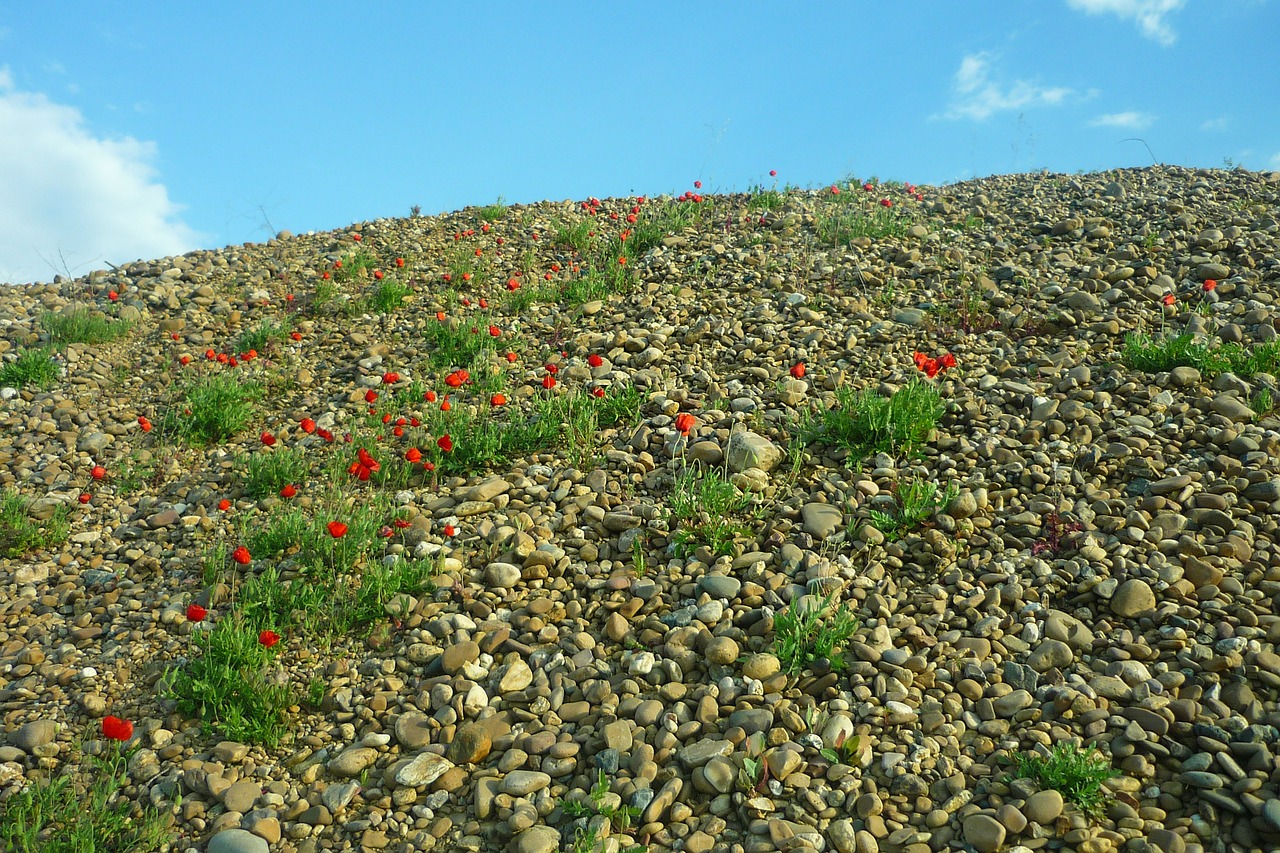 gravel pit poppies red free photo