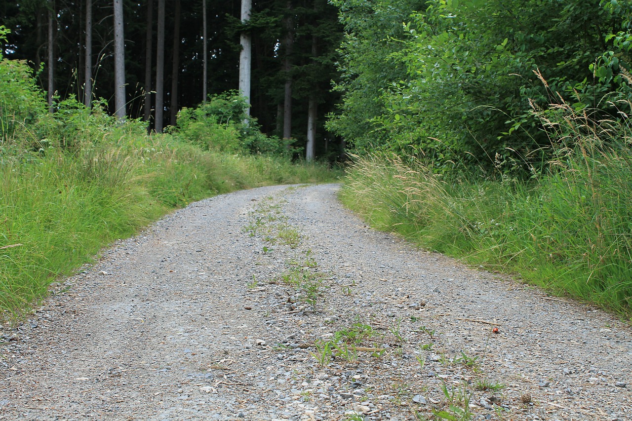 gravel road forest path away free photo