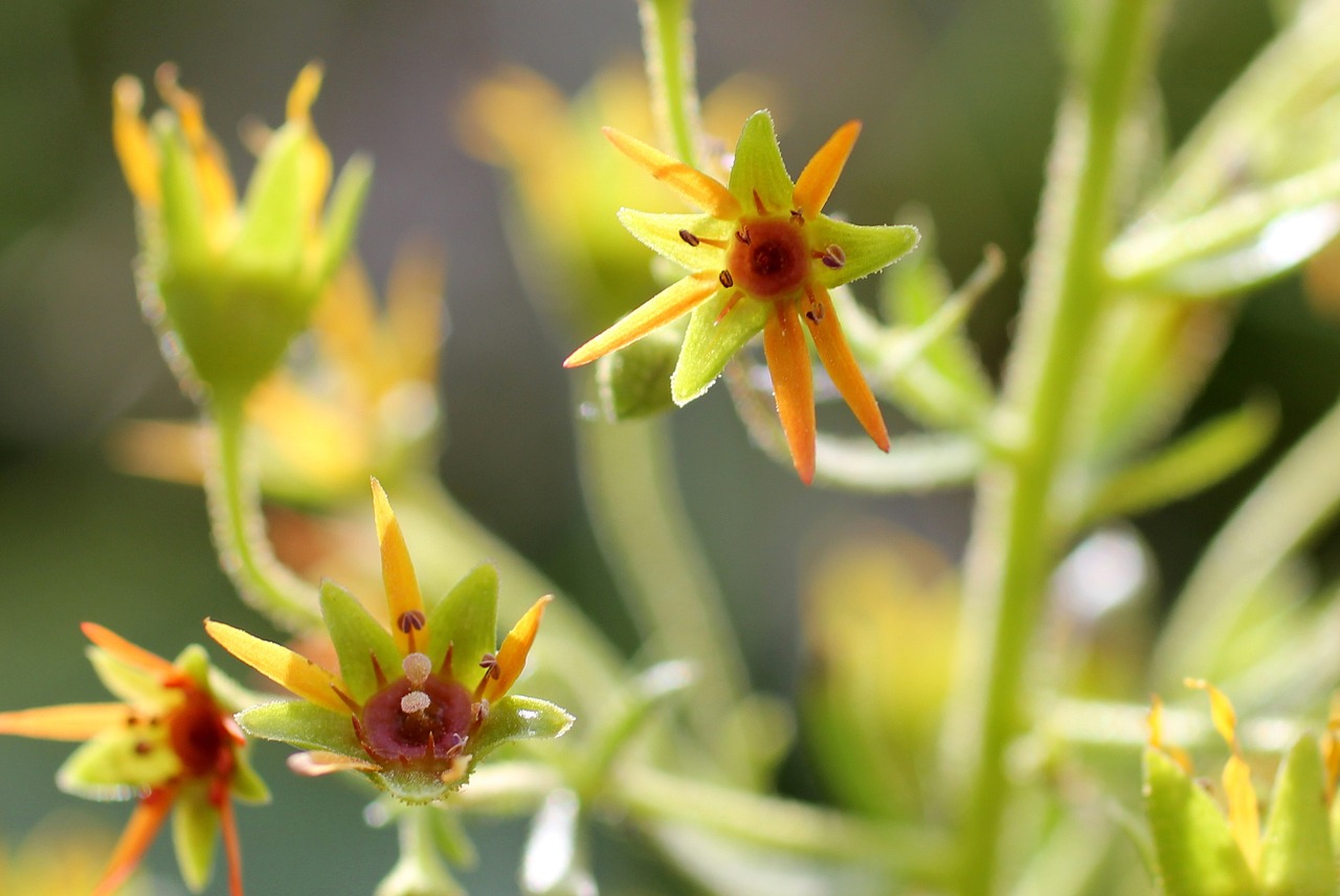 gravel saxifrage alpine plant saxifraga mutata free photo