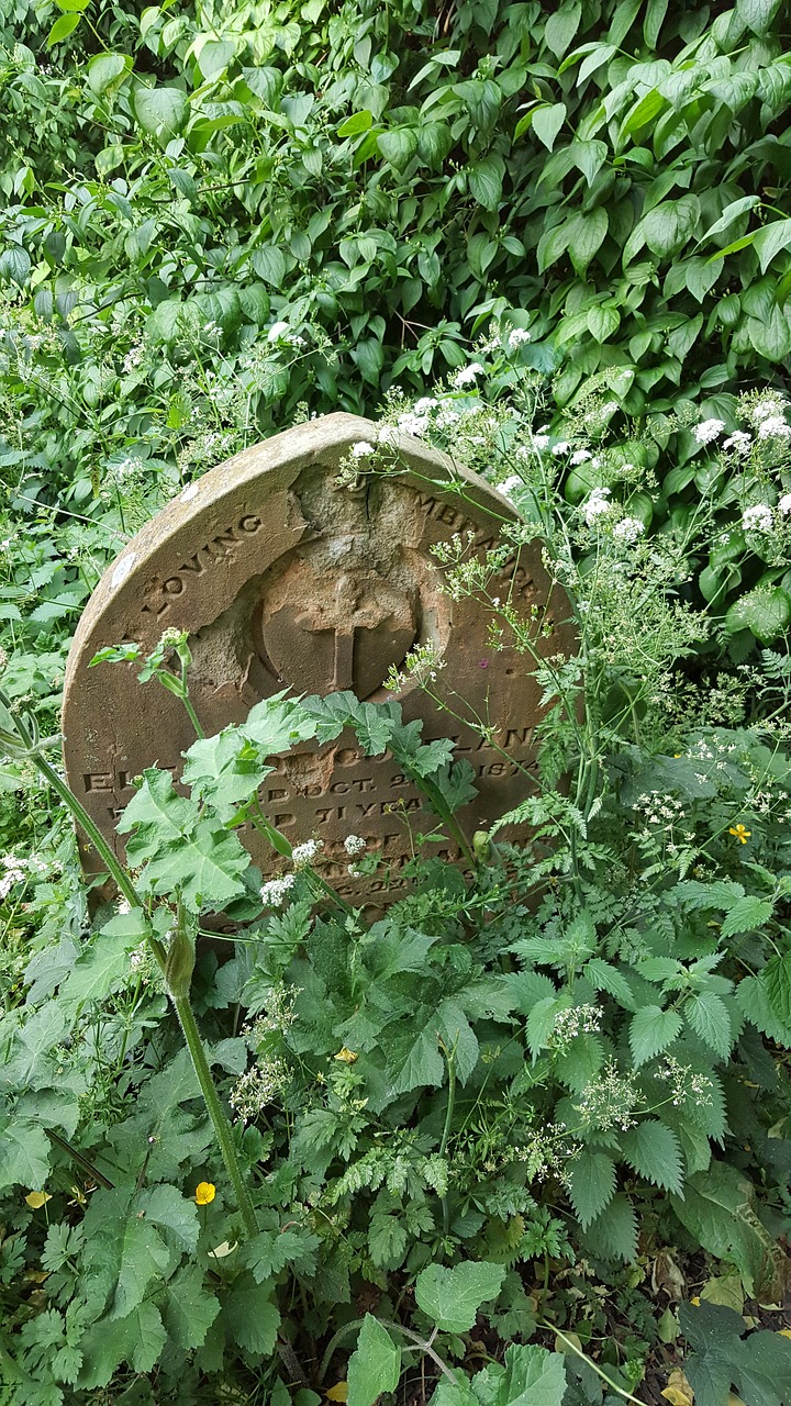 gravestone graveyard overgrown free photo