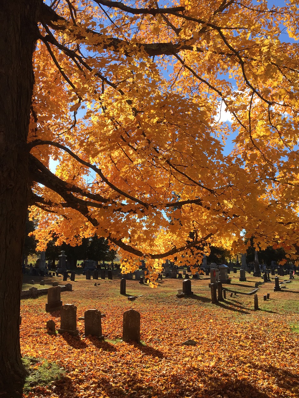 gravestones graveyard trees free photo