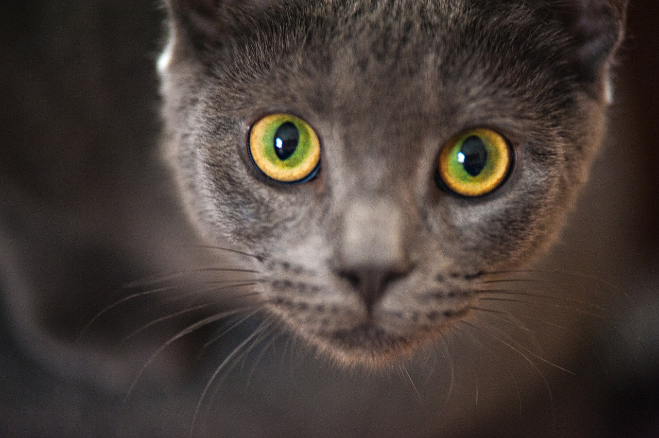 gray cat kitten free photo