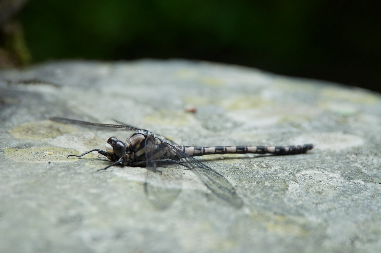 gray dragonfly rock free photo