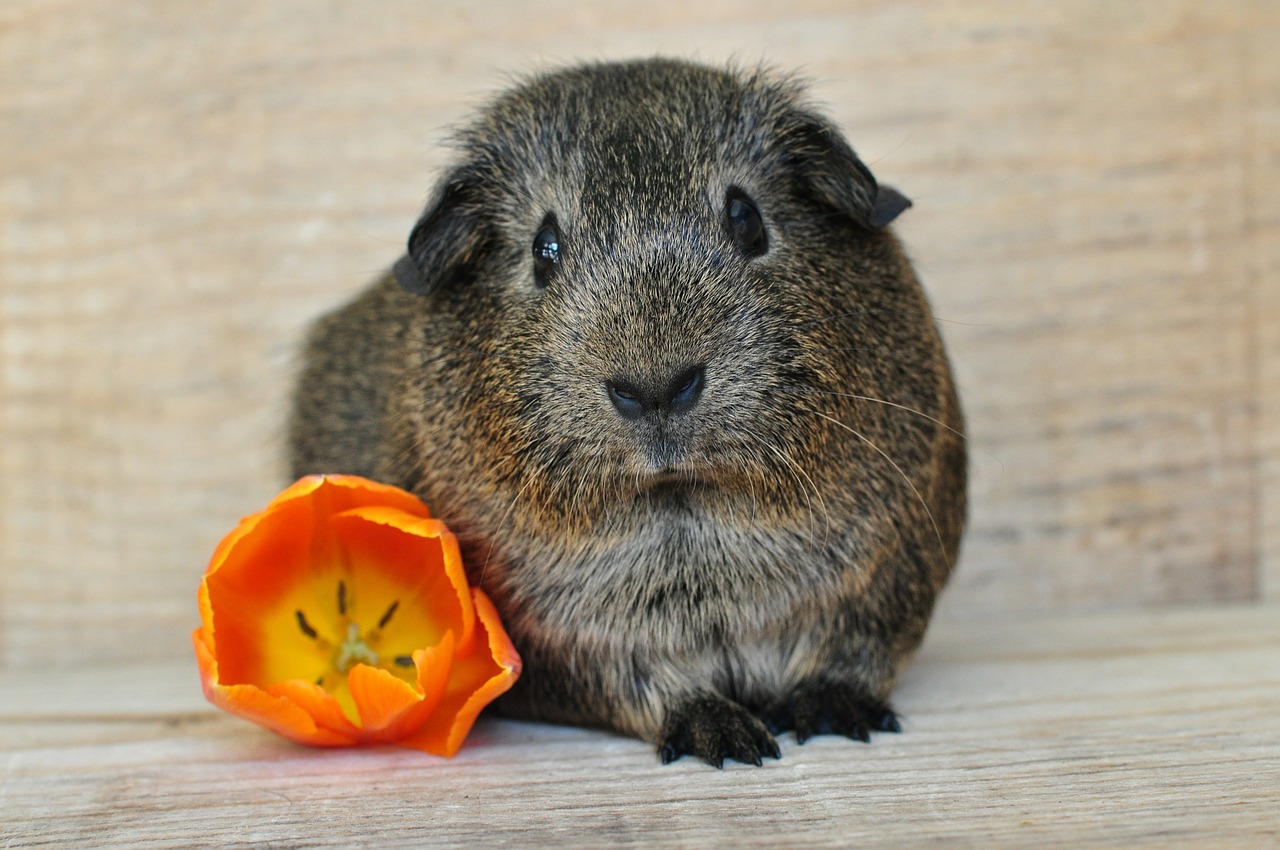 gray agouti guinea pig smooth hair free photo