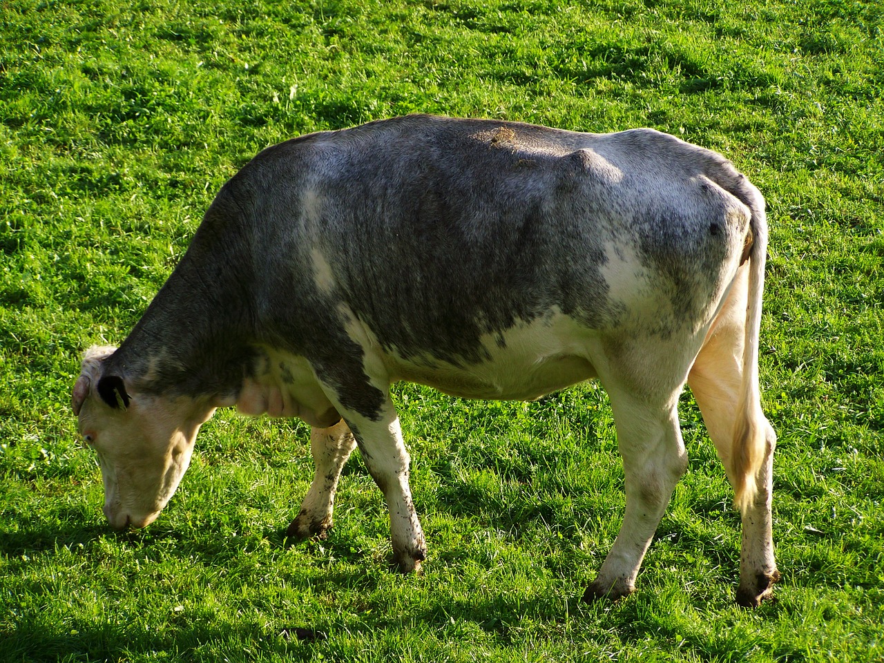 gray and white cattle green pastures milk production free photo