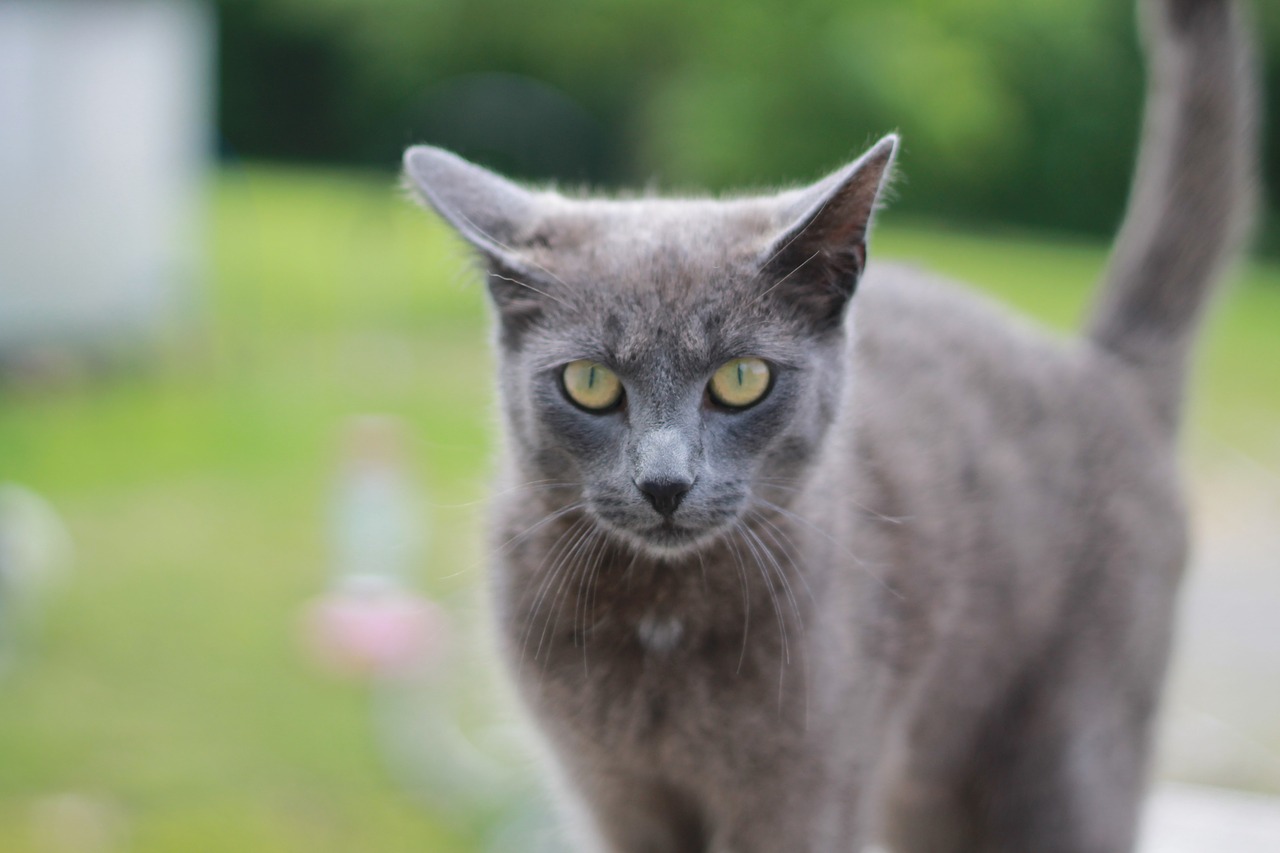 gray cat staring green eyes free photo