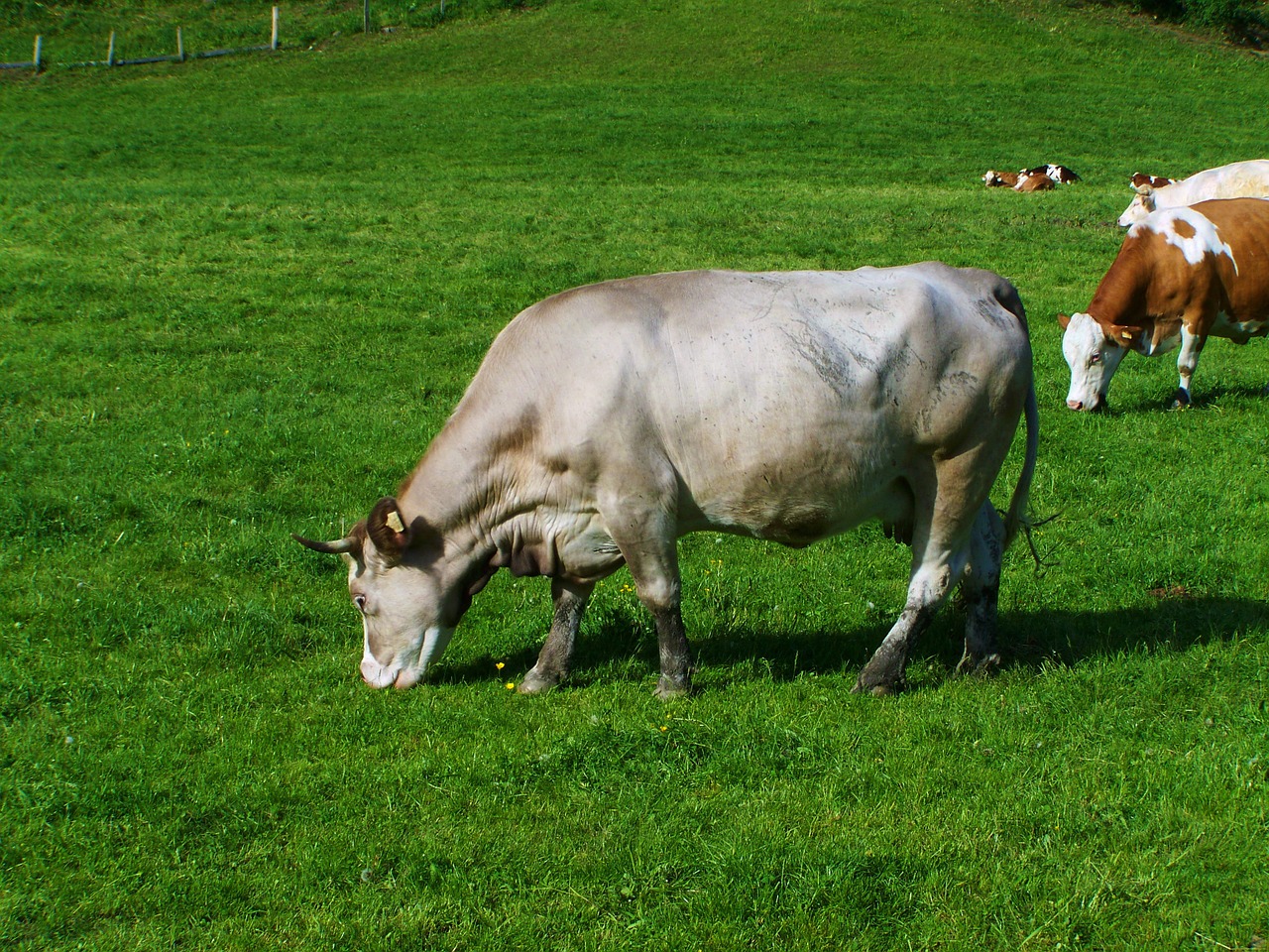 gray cow green pastures cattle free photo