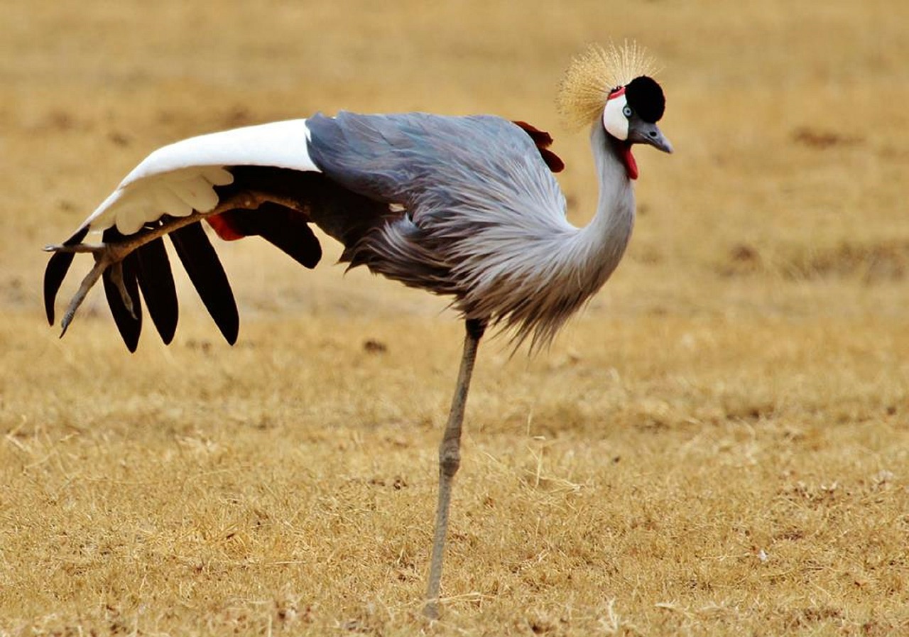 gray crowned crane africa tanzania free photo