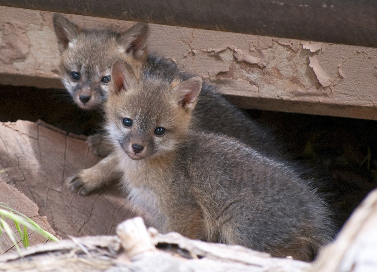 gray fox kits young babies free photo