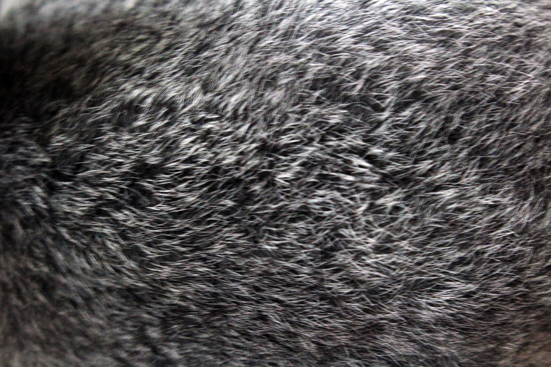 fur gray fur background free photo