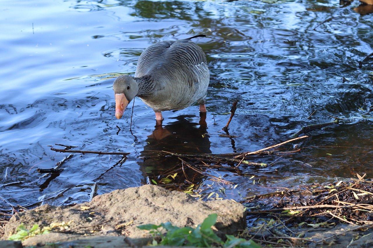 gray goose  water  goose free photo