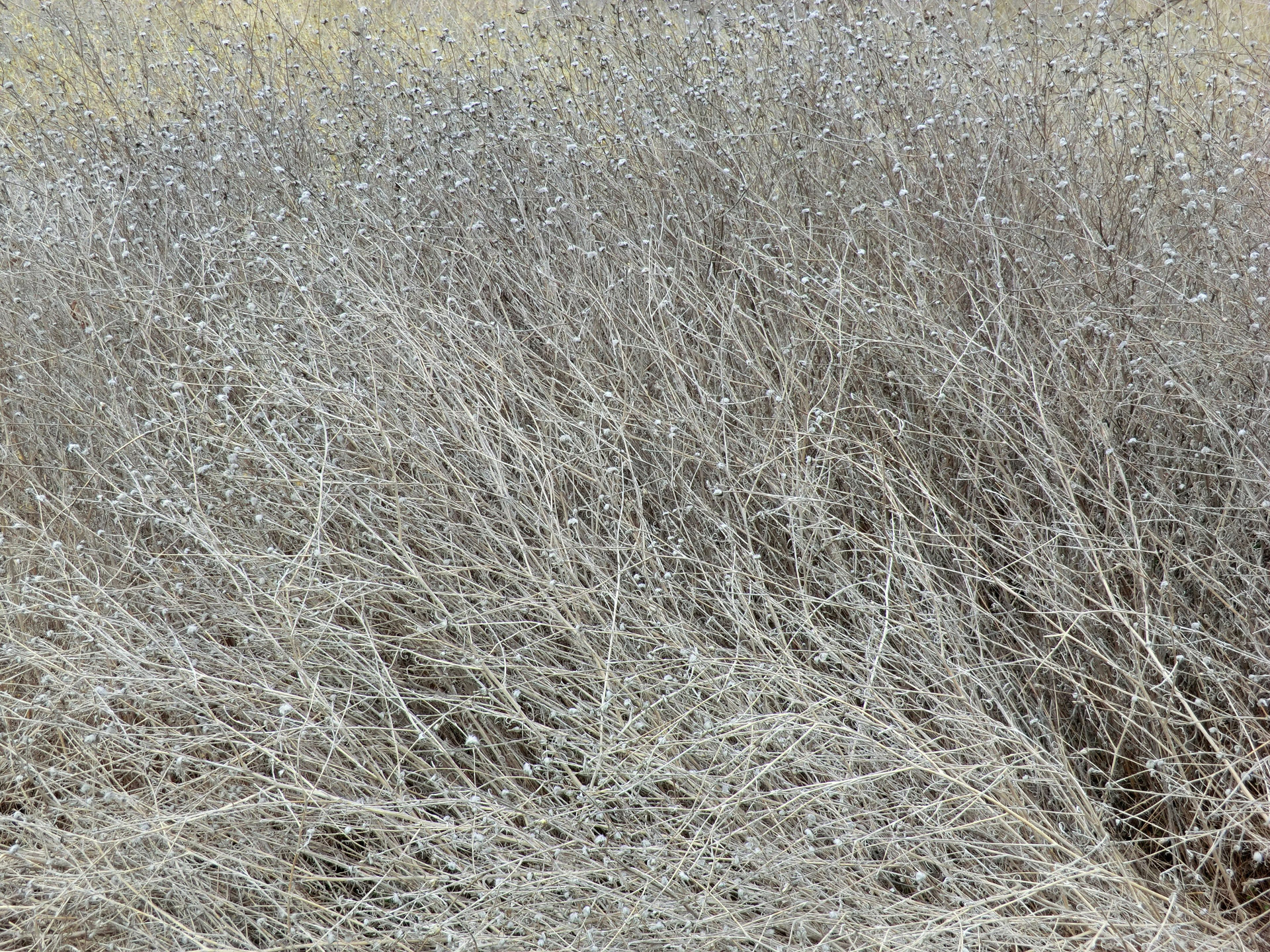 grass dry field free photo