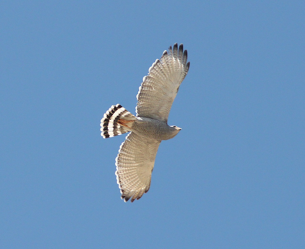 gray hawk raptor flying free photo