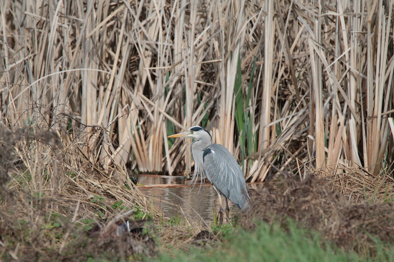 gray heron bird pond free photo