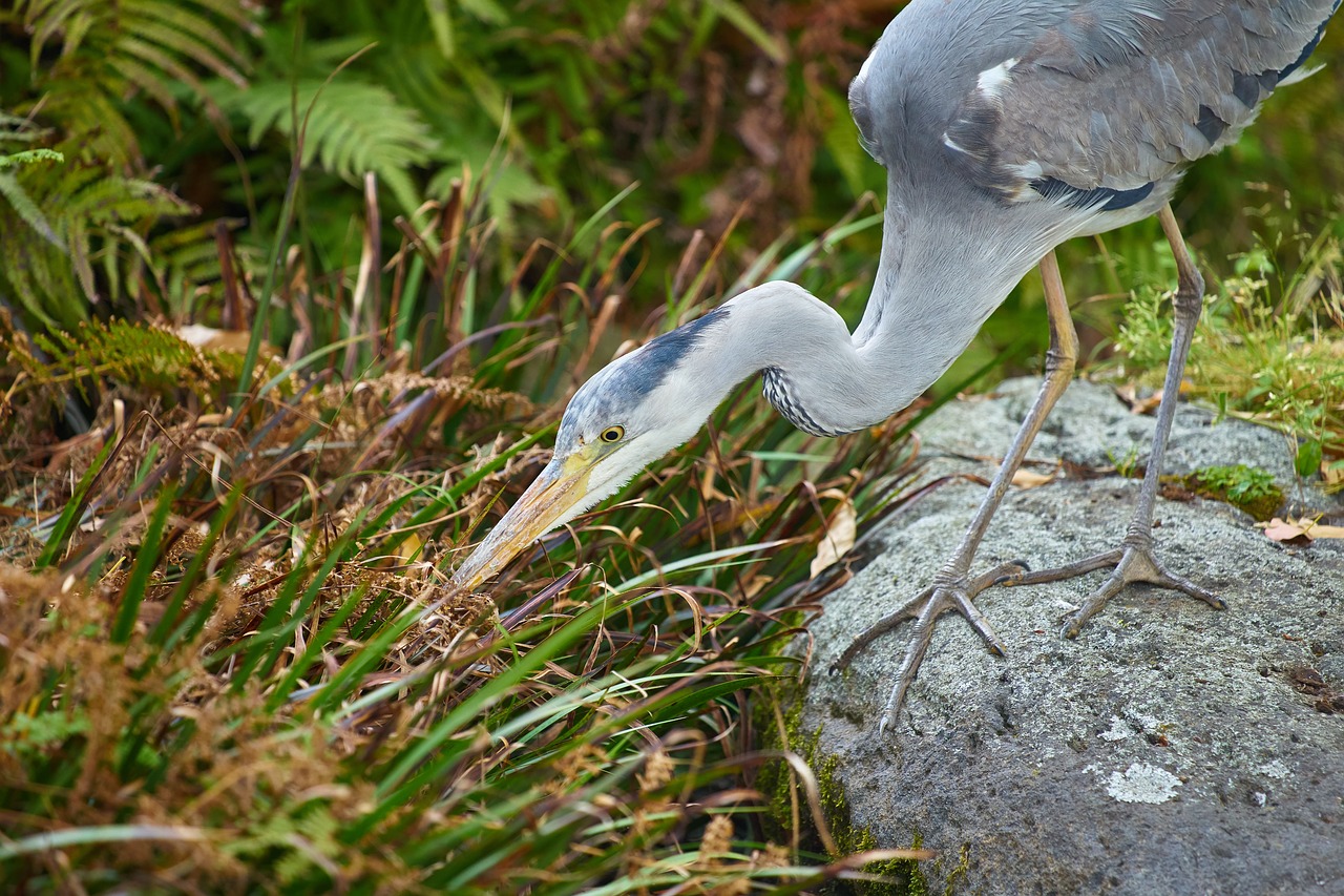 gray heron hunt waterside free photo