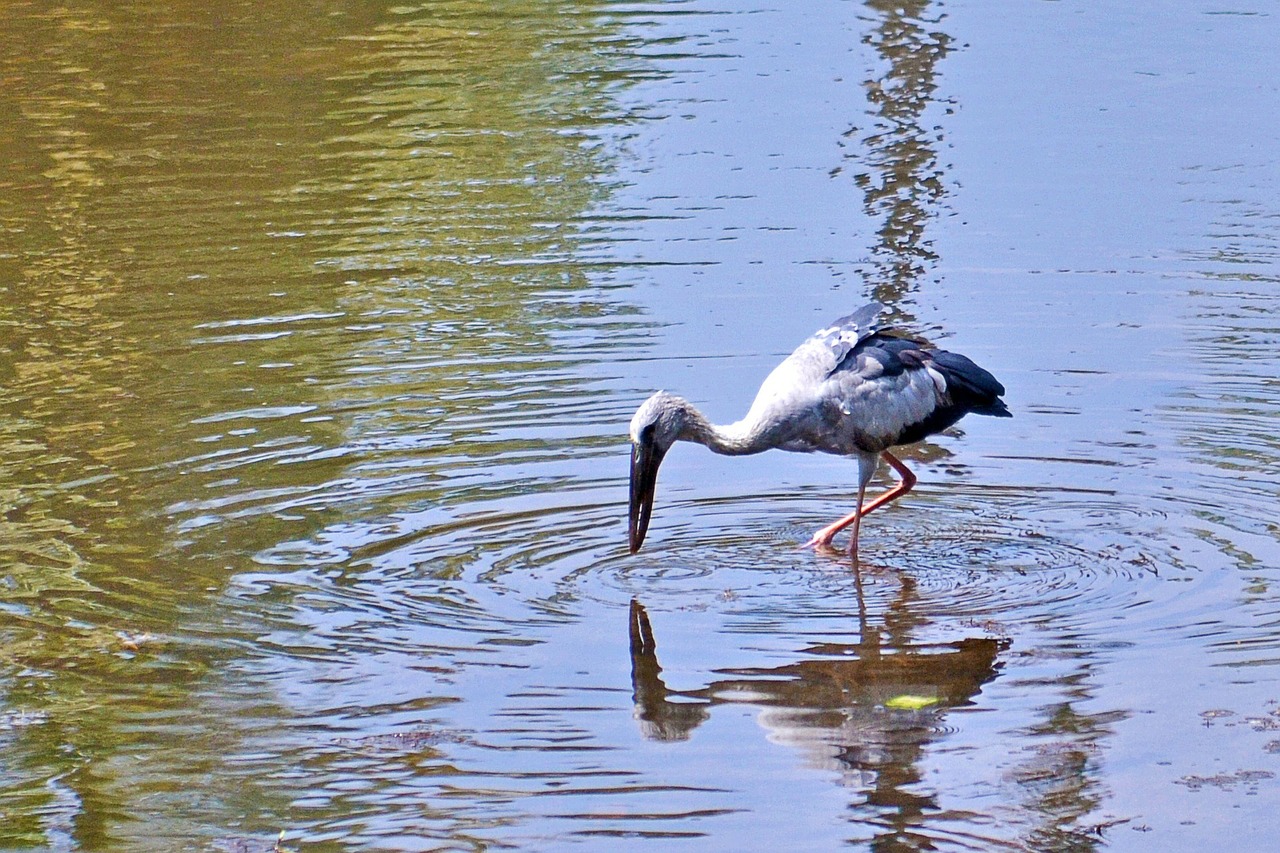 gray heron crane fishing free photo