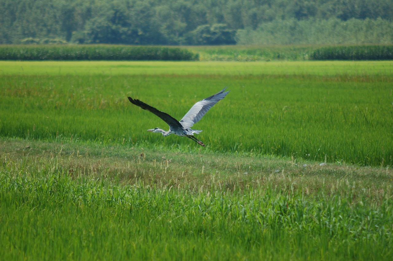 gray heron  paddies  nature free photo