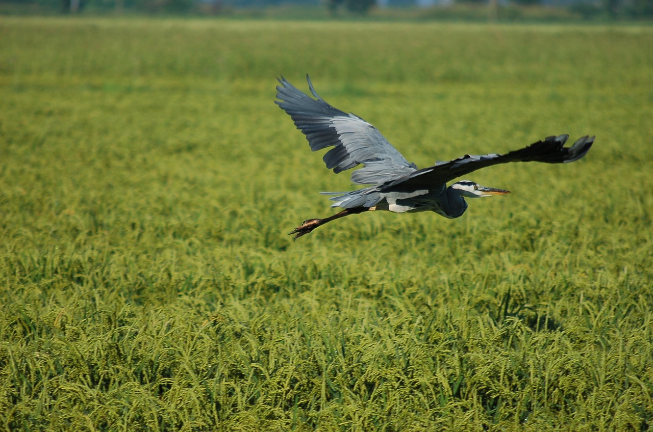 gray heron  ali  flight free photo