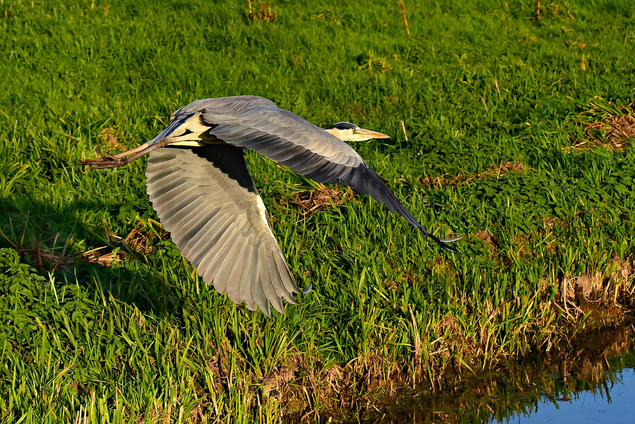 gray heron  bird  flight free photo