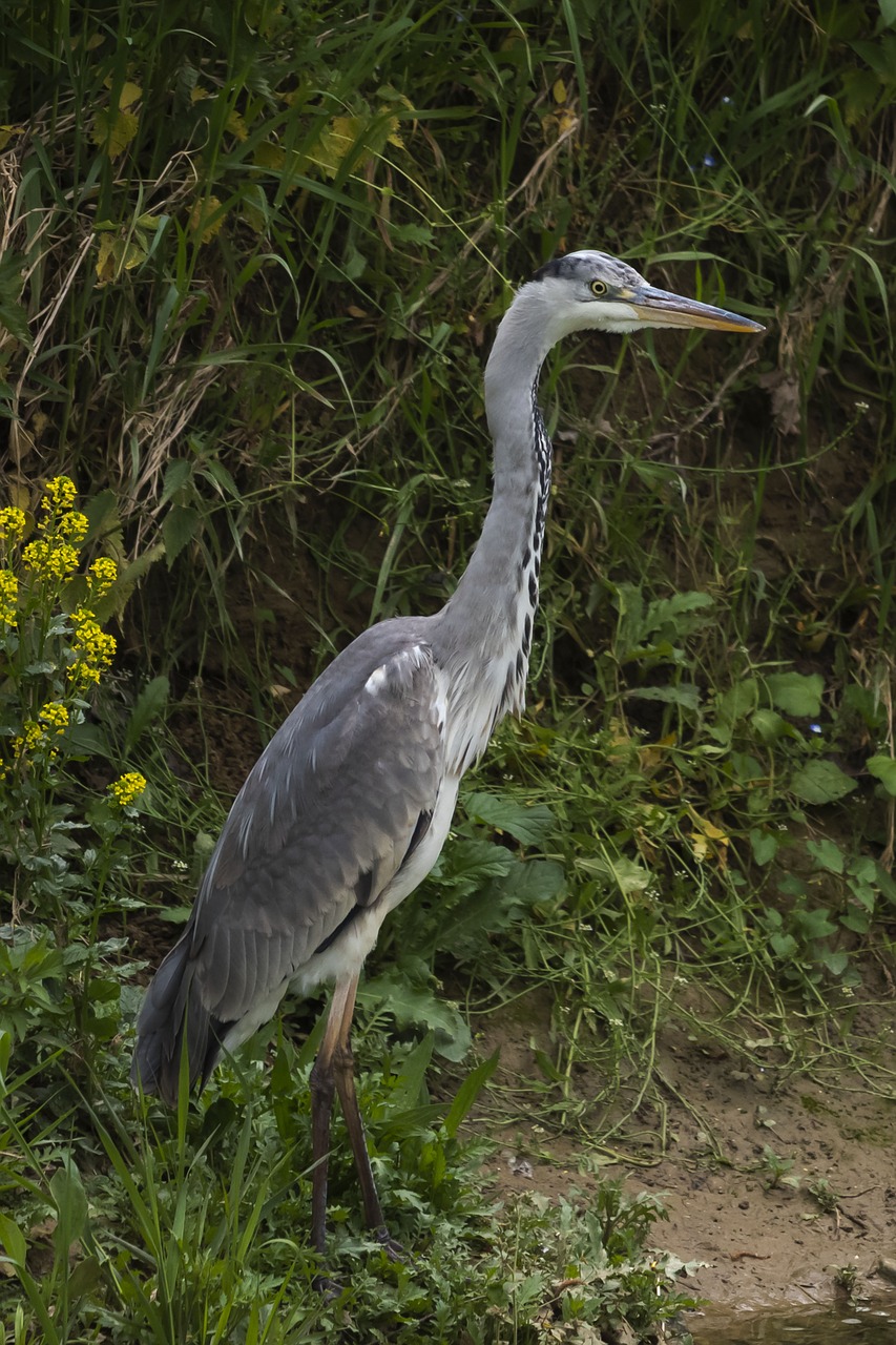 gray heron  bird  river free photo