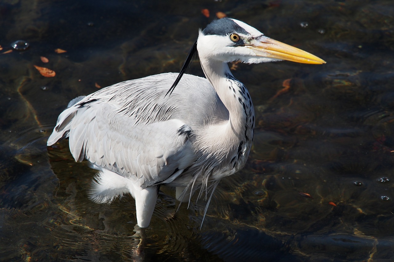 gray heron river winter free photo