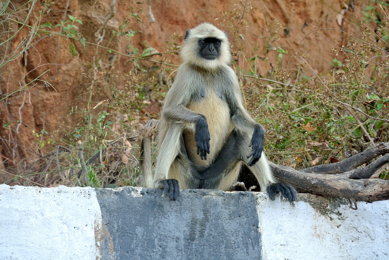 gray langur monkey india free photo