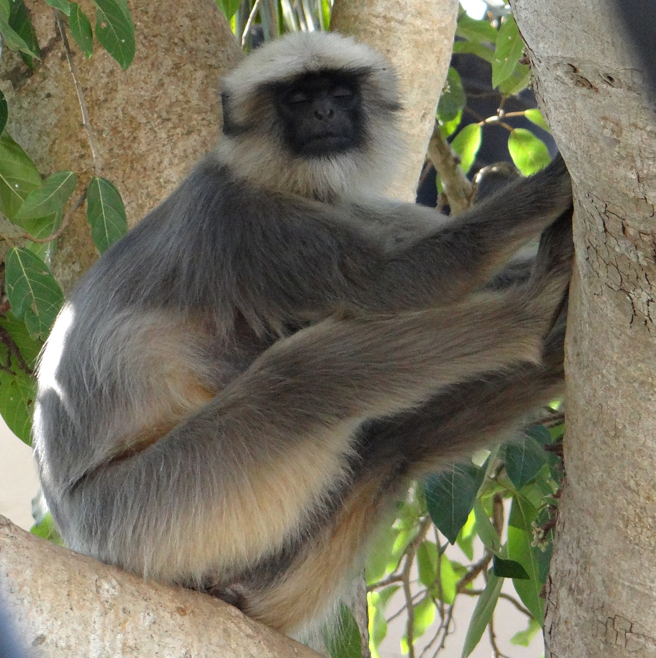 gray langur monkey sleeping free photo