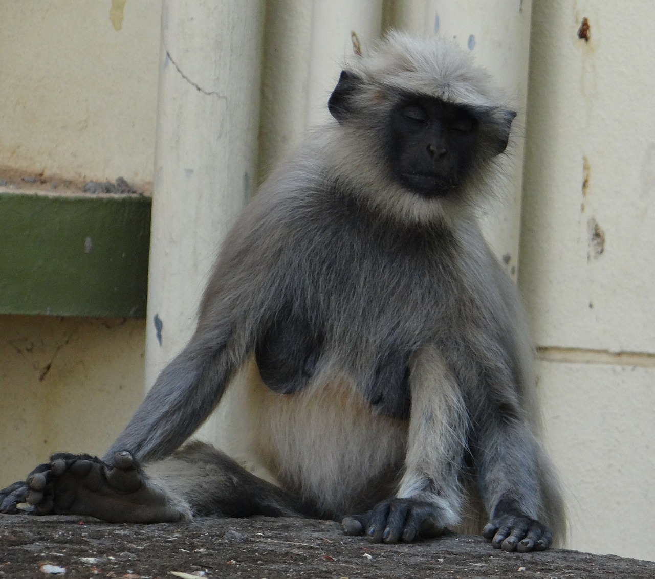 gray langur monkey meditation free photo
