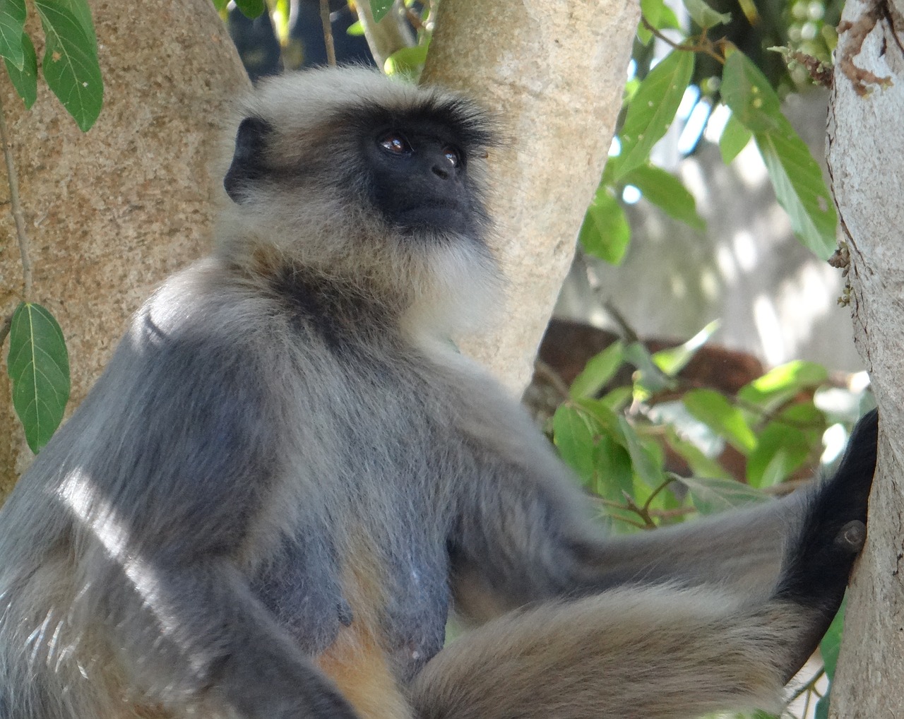 gray langur monkey animal free photo