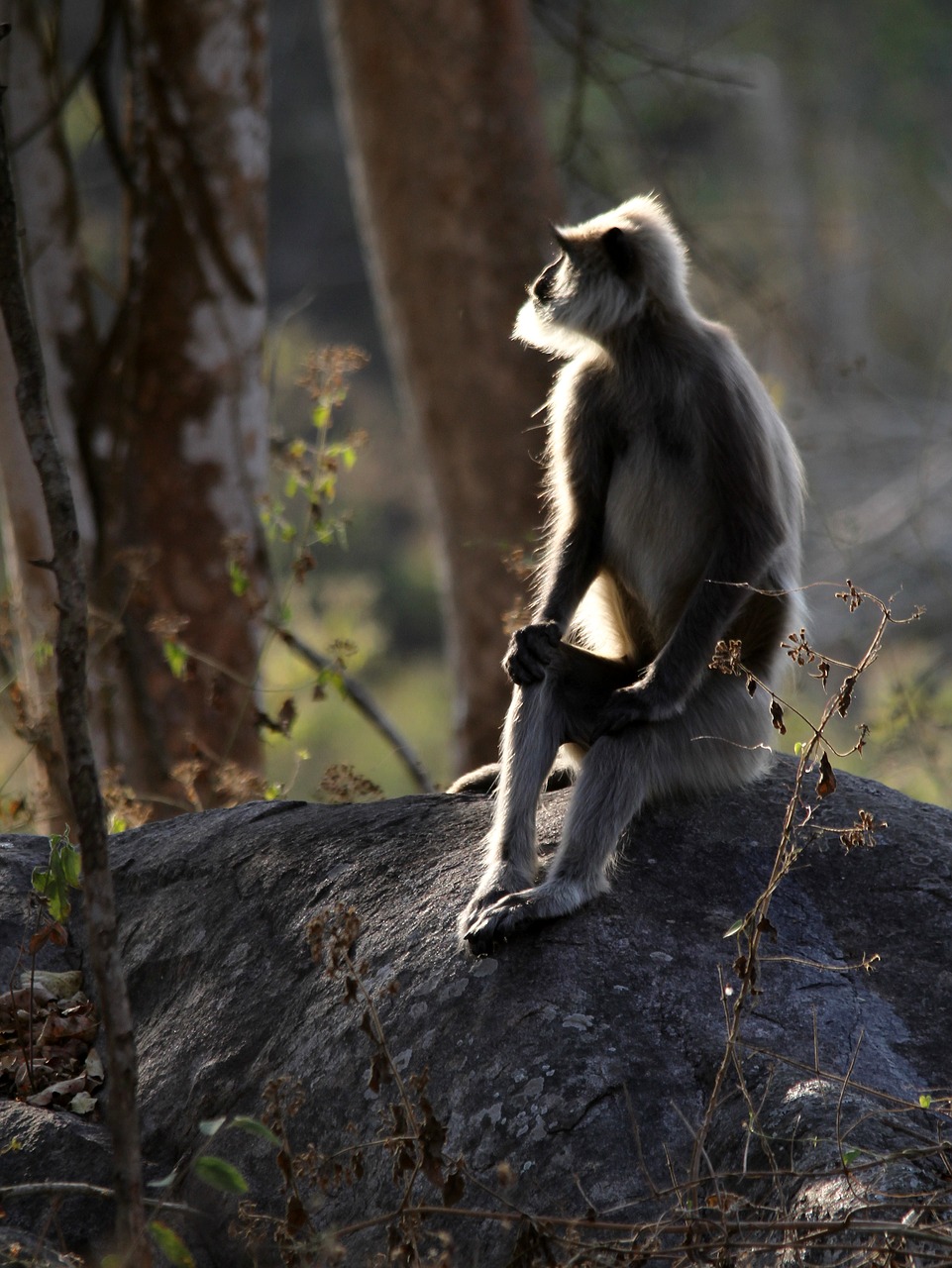 gray langur  primate  langur free photo