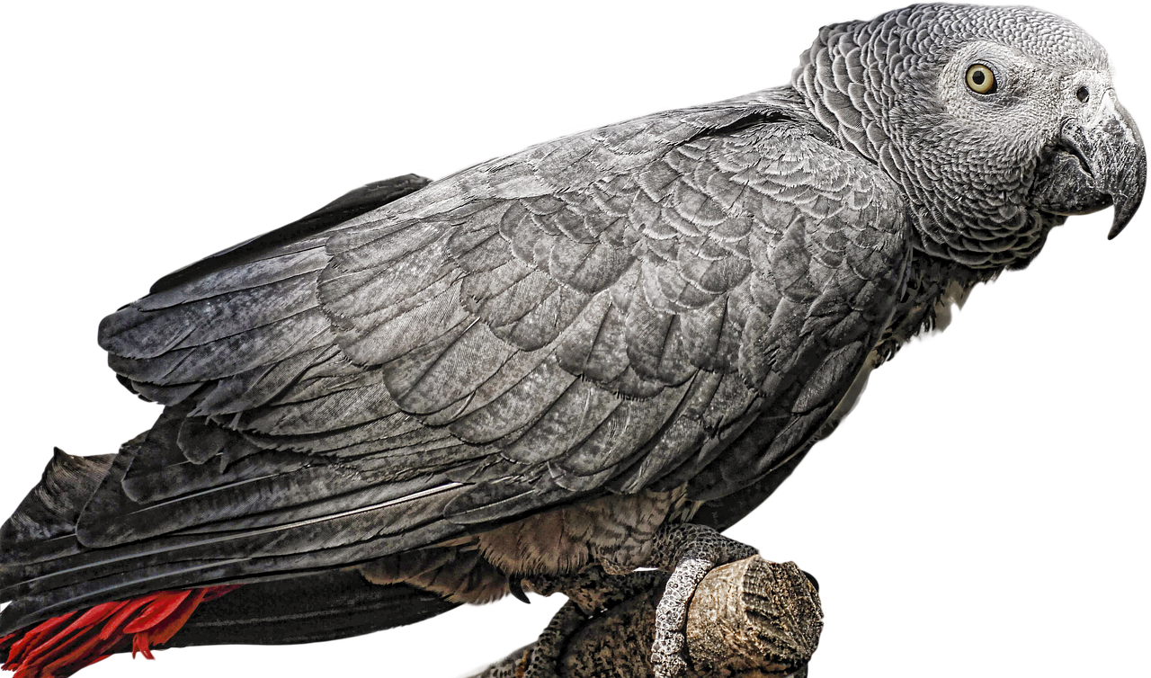 gray of gabon  parrot  bird free photo