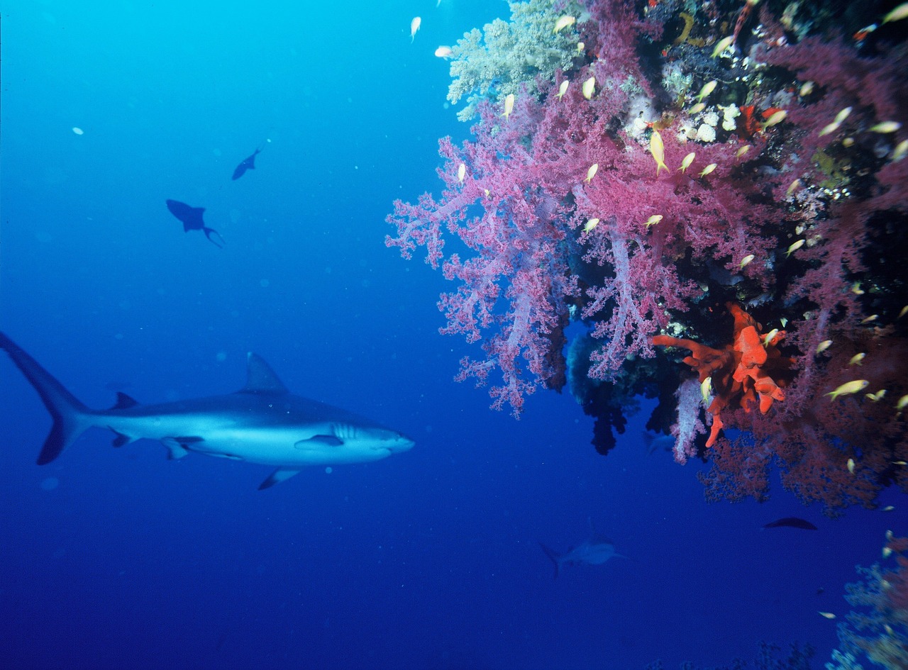 gray reef shark fish shark free photo