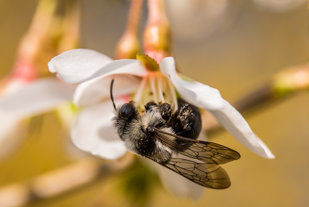 gray sandy bee andrena cineraria white hairy free photo