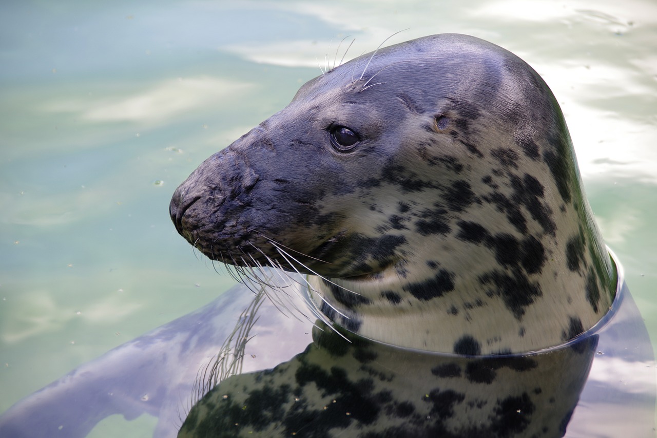 gray seal tallinn zoo halichoerus grypus free photo