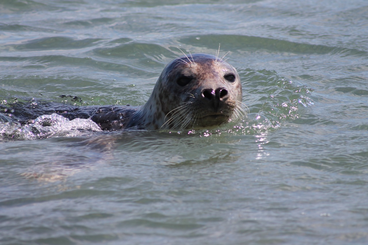 gray seal  helgoland  robbe free photo