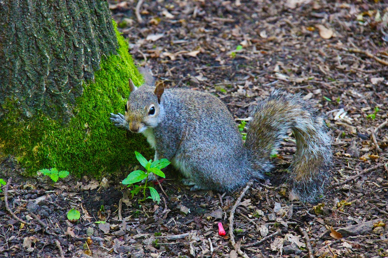 gray squirrel animal squirrel free photo