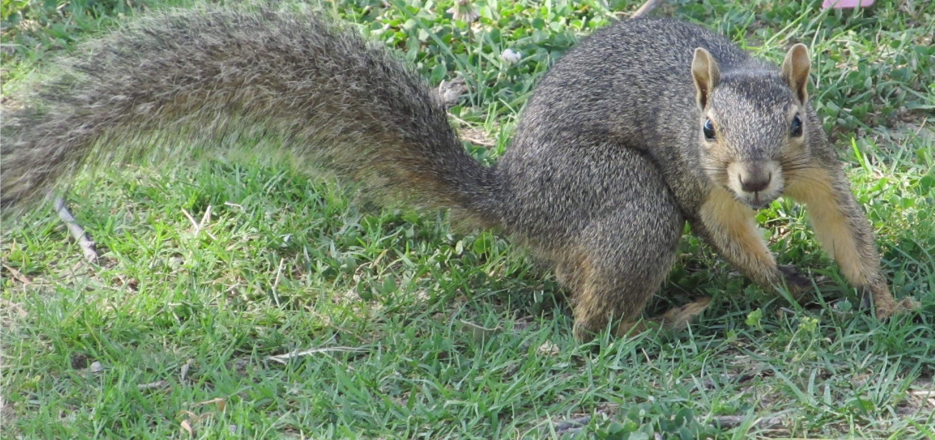 gray squirrel turning ground free photo
