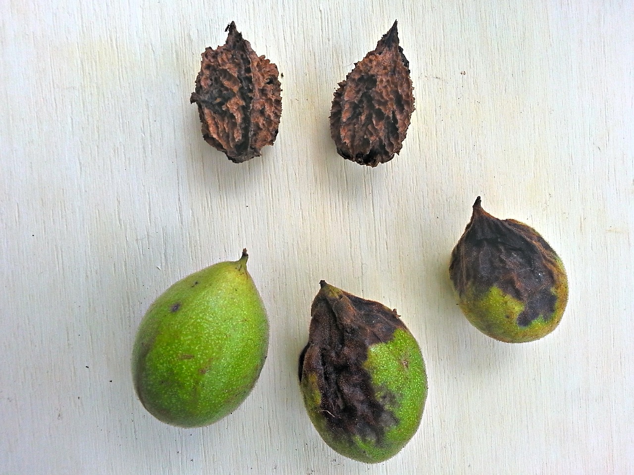 gray walnut nuts with and without husk free photo