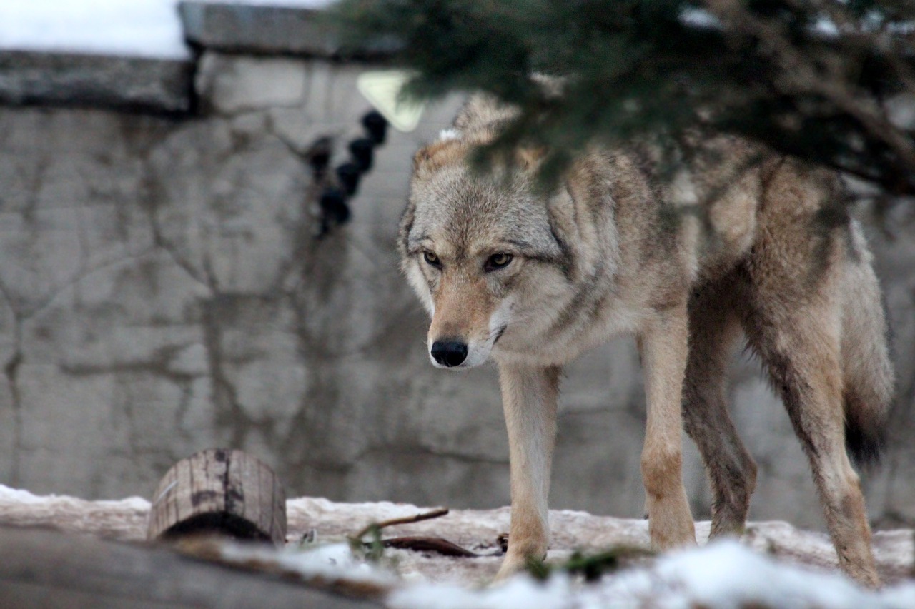 gray wolf canis lupus ordinary wolf free photo