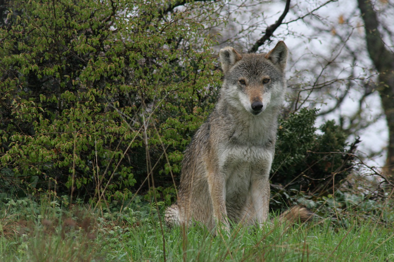 gray wolf  wild life  nature free photo