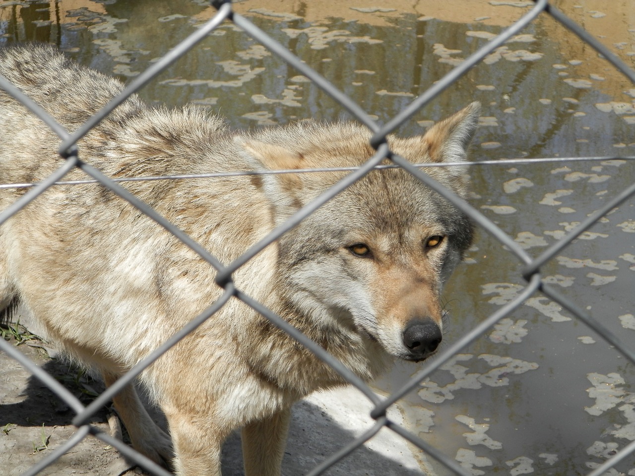 gray wolf zoo wolf free photo